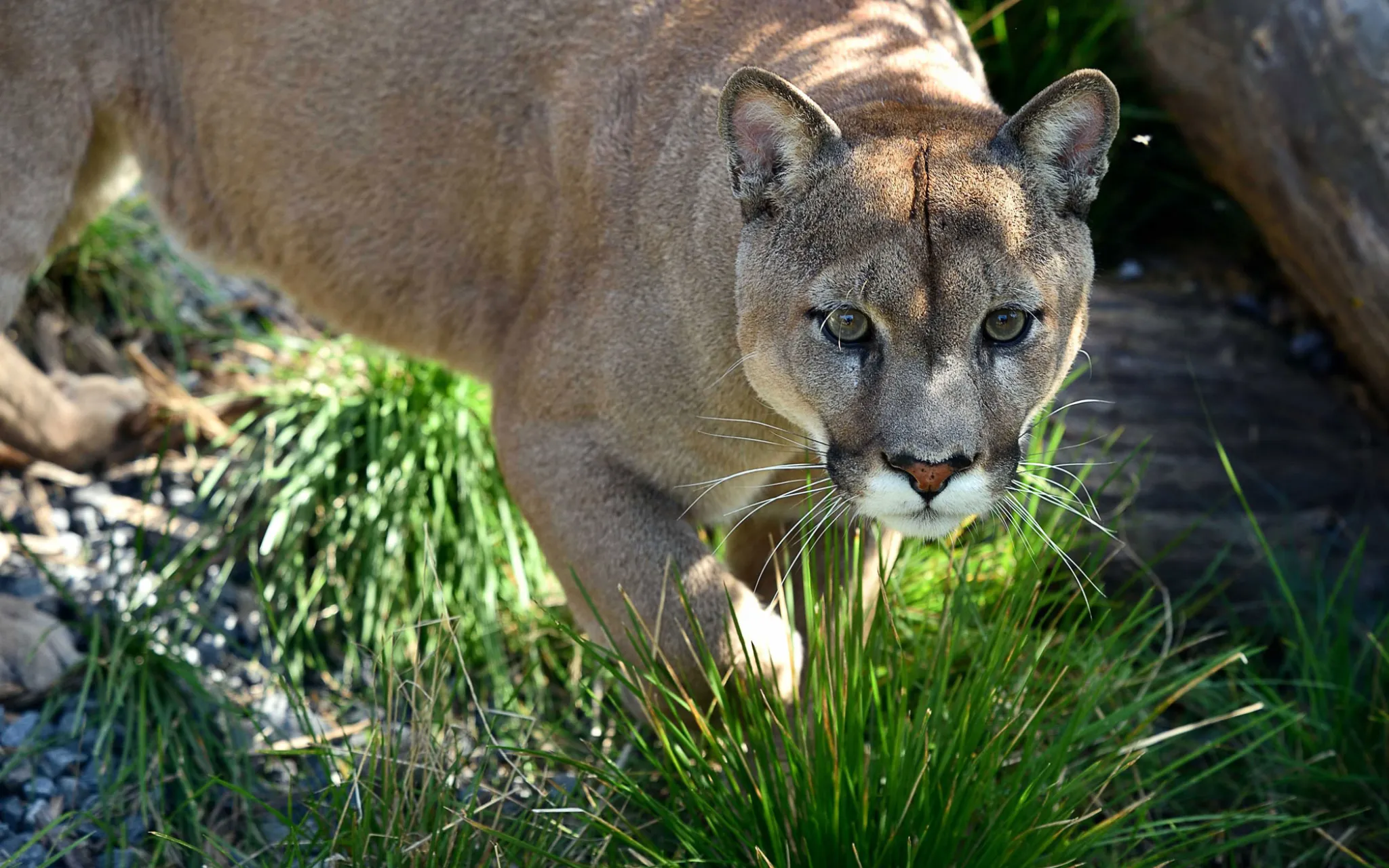 Puma © MNHN - F.-G. Grandin