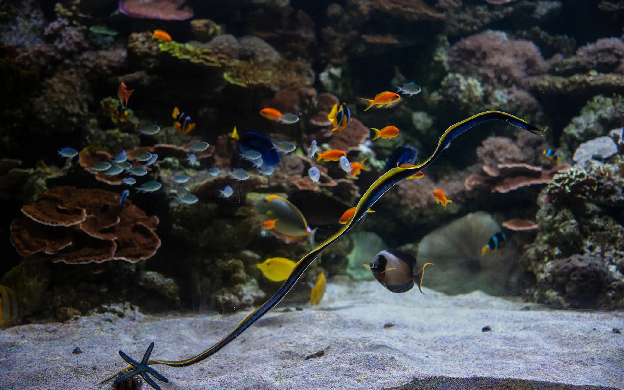 Murène ruban et étoiles de mer bleues dans l'aquarium récifal du Parc zoologique de Paris