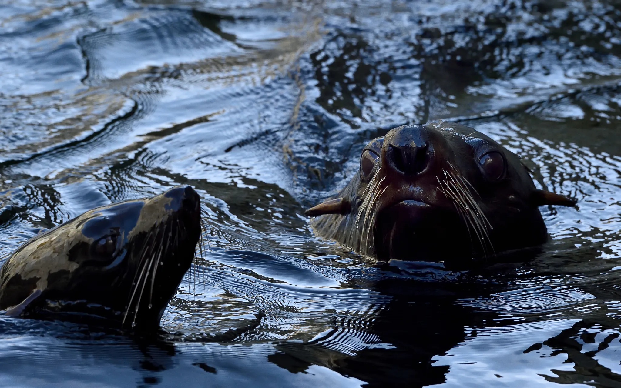 Deux otaries à fourrure australe dont la tête dépasse de l'eau.