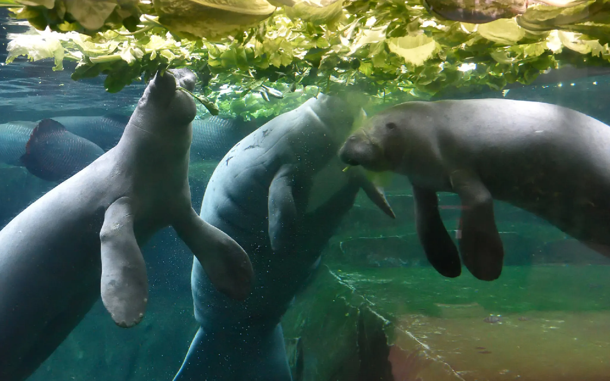 Lamantins dans un bassin