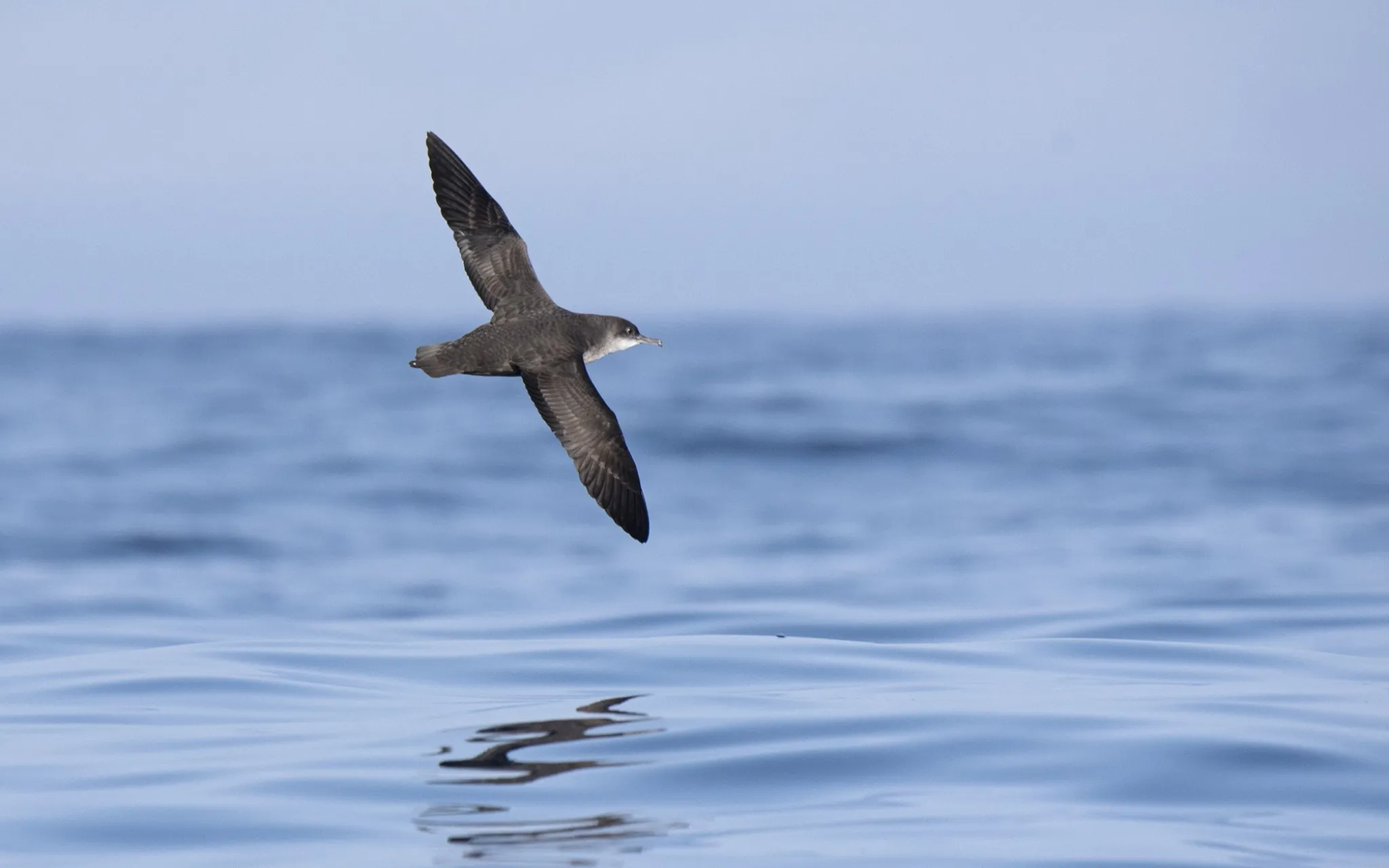 Puffin des Baléares (Puffinus mauretanicus), l'oiseau marin le plus menacé d'Europe, classé "en danger critique d'extinction" sur la Liste rouge de l'UICN. © E. Realinho