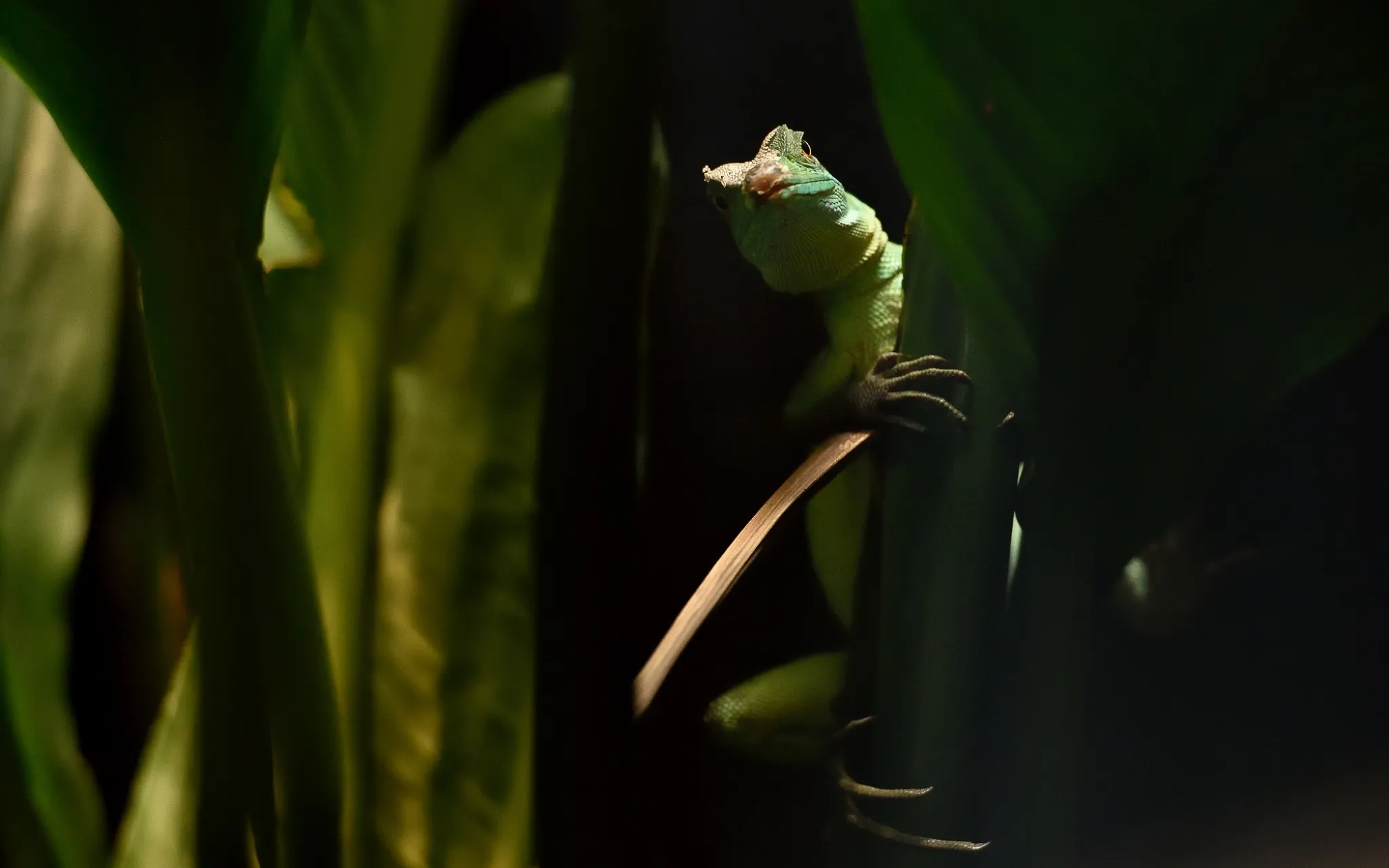 Basilic vert