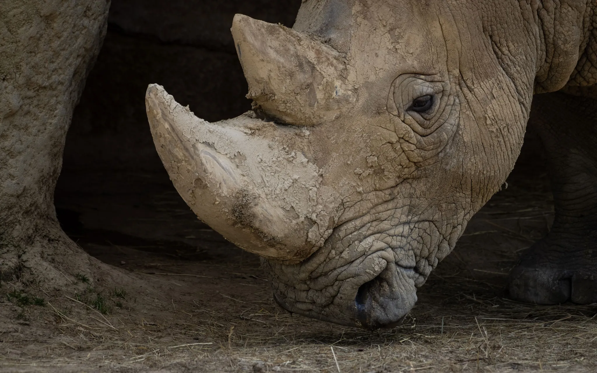 Rhinocéros blanc