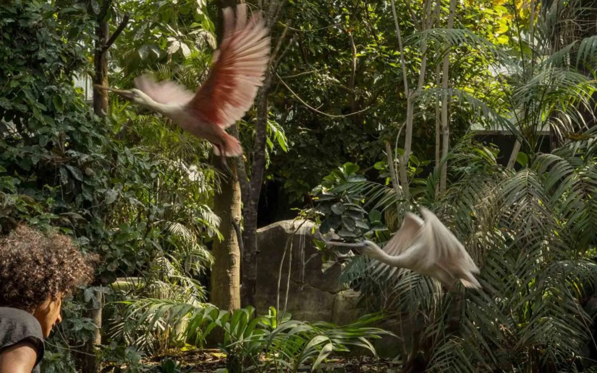 La serre tropicale - E. Blanc - MNHN