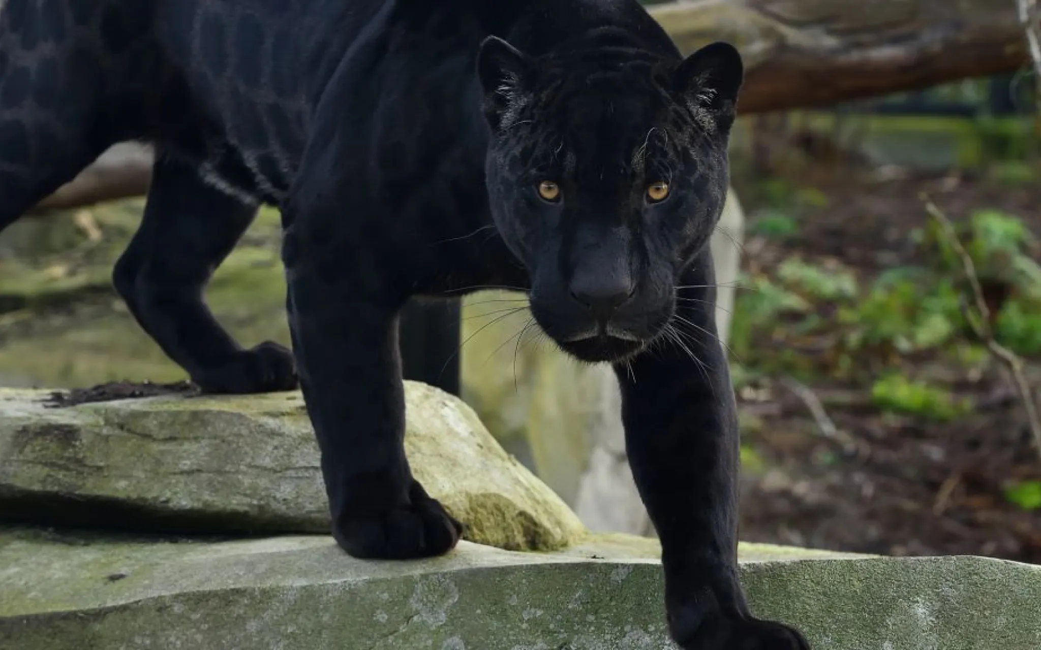 Aramis le jaguar © MNHN - F.-G. Grandin Aramis le jaguar © MNHN - F.-G. Grandin