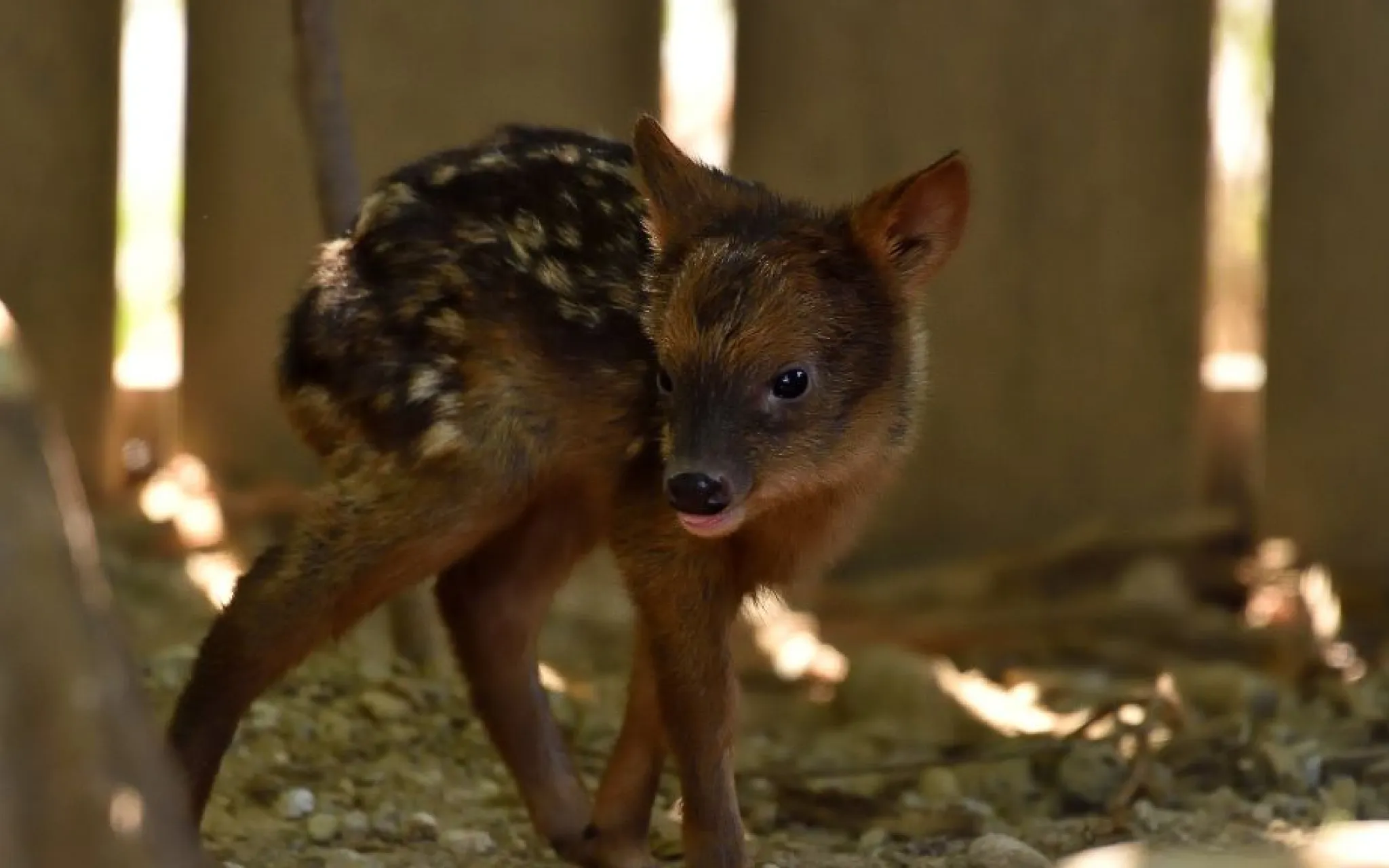 Naissance d'un petit Pudu des Andes © MNHN - F.-G. Grandin Naissance d'un petit Pudu des Andes © MNHN - F.G Grandin