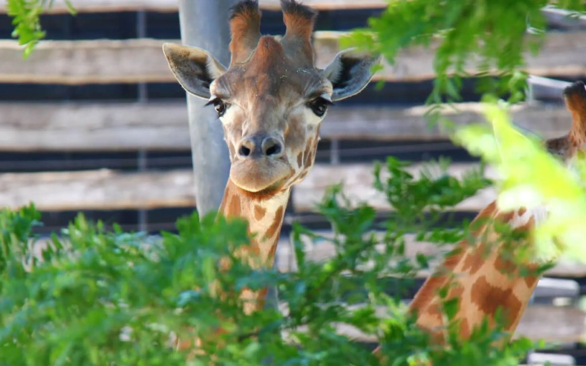 Girafe © MNHN - David Buchemeyer