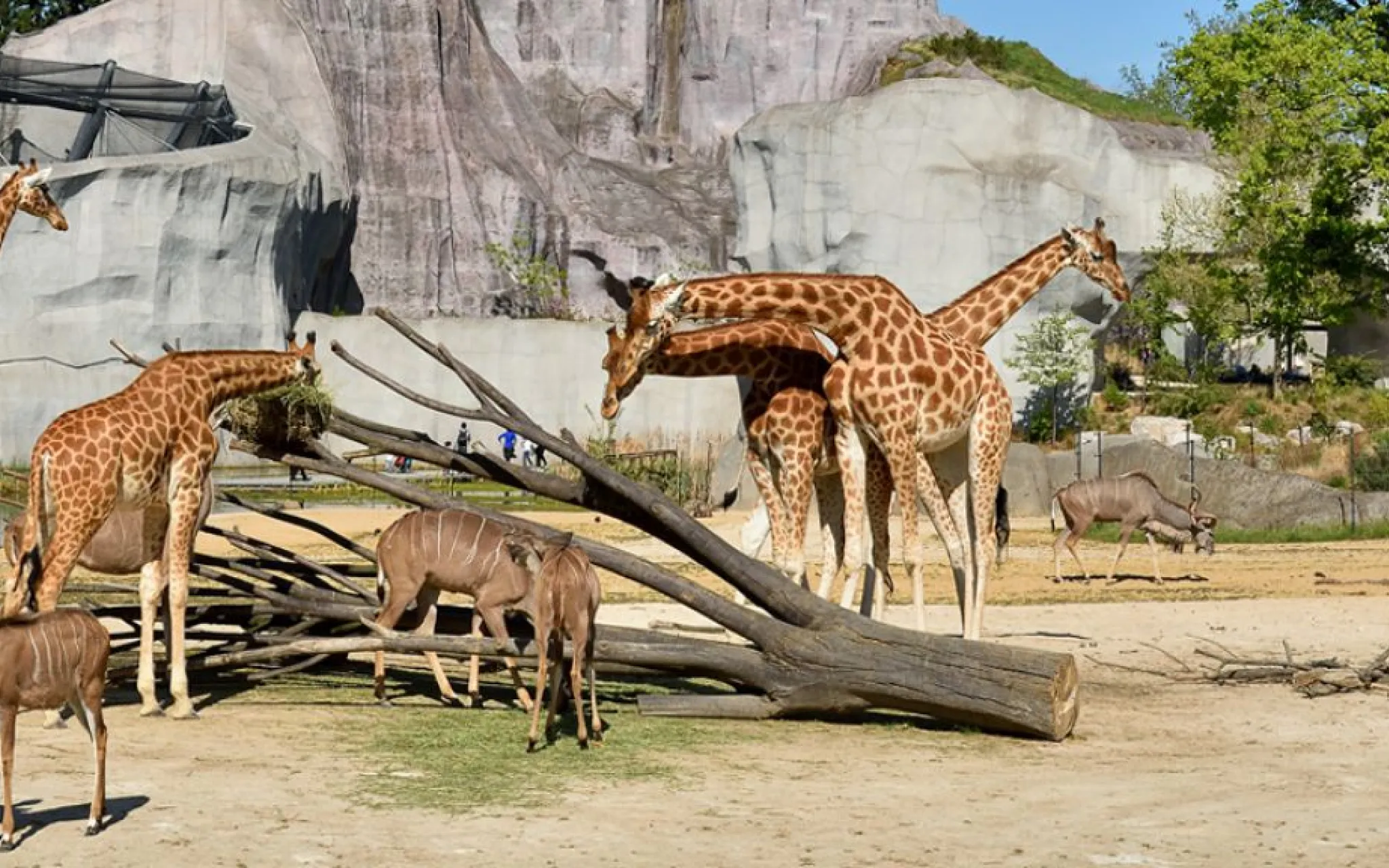 Girafes du Parc Zoologique de Paris © MNHN - F.-G. Grandin Girafes du Parc Zoologique de Paris © MNHN - F.-G. Grandin