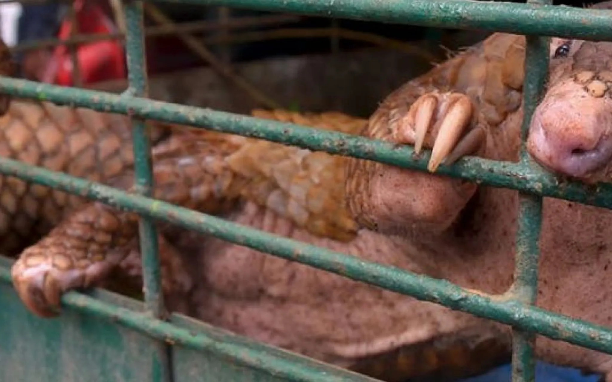 Le pangolin, l’un des animaux les plus braconnés au monde aurait servi d’espèce intermédiaire dans la transmission du Covid-19 à l’homme © Wahyudi - AFP Le pangolin, l’un des animaux les plus braconnés au monde aurait servi d’espèce intermédiaire dans la transmission du Covid-19 à l’homme © Wahyudi - AFP