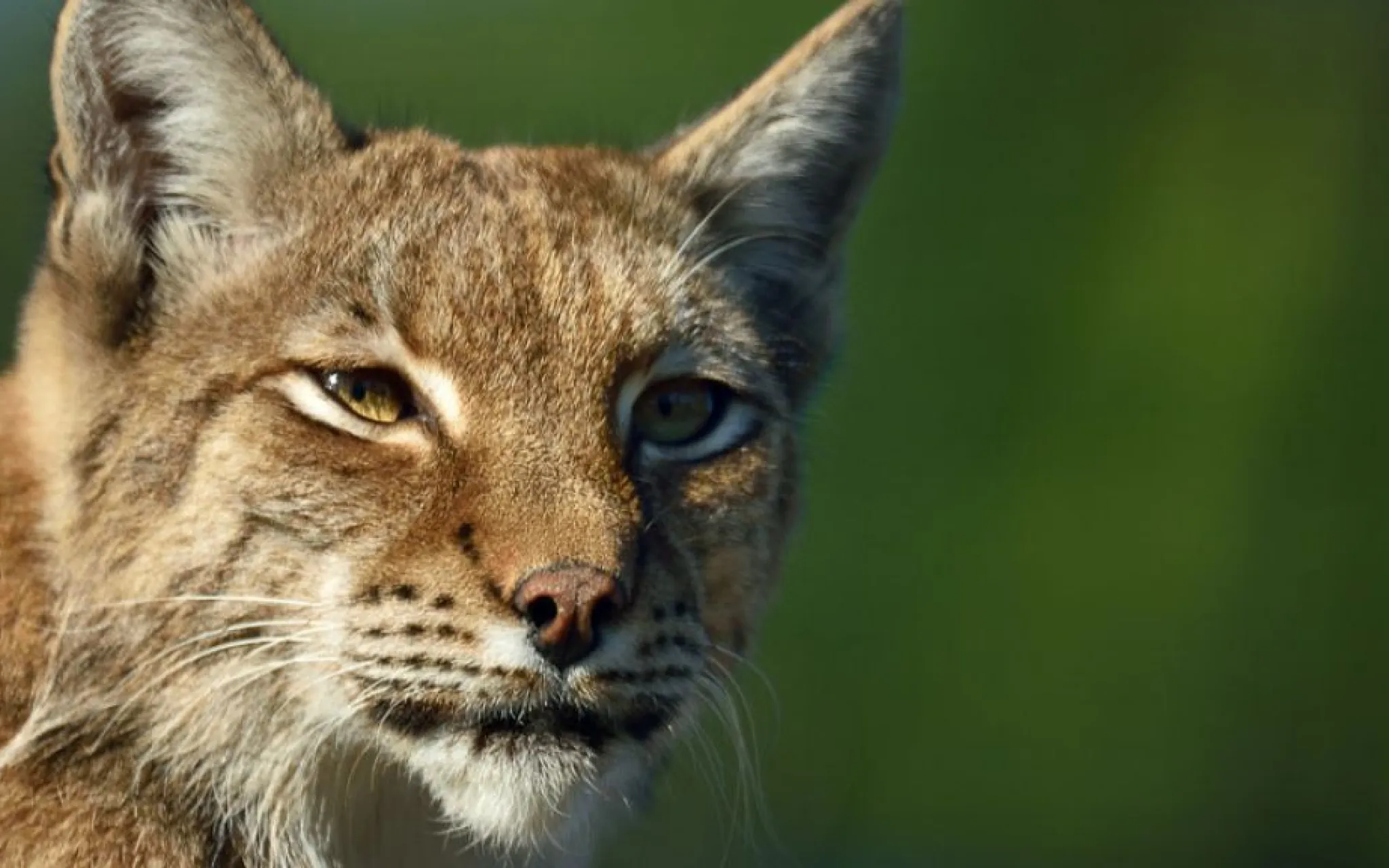 Lynx d'Europe © MNHN Lynx d'Europe
