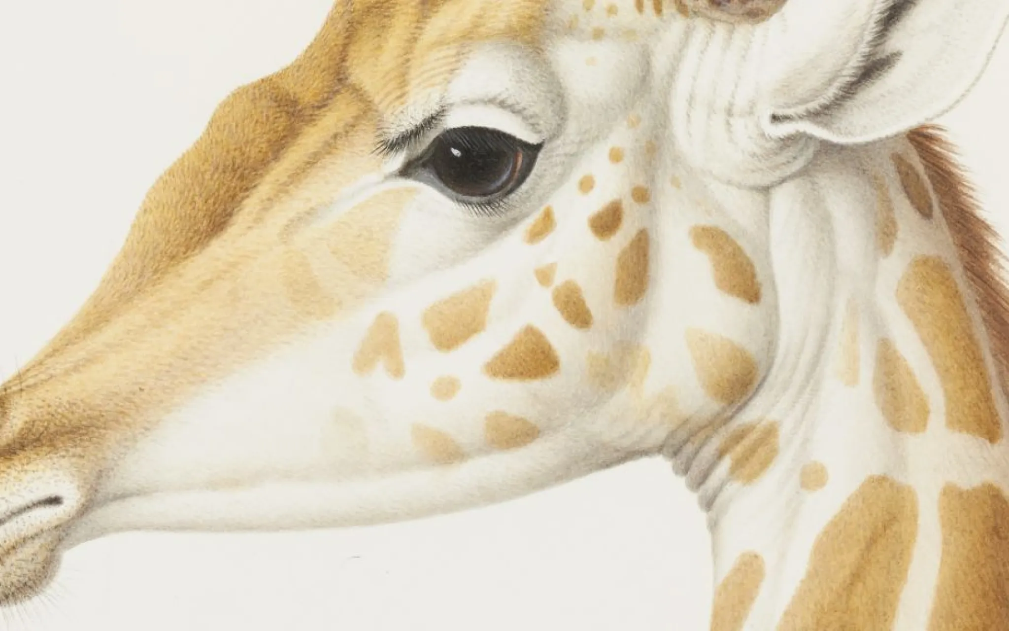 La girafe Zarafa © MNHN, dist. RMN / Tony Querrec La girafe Zarafa © MNHN, dist. RMN / Tony Querrec