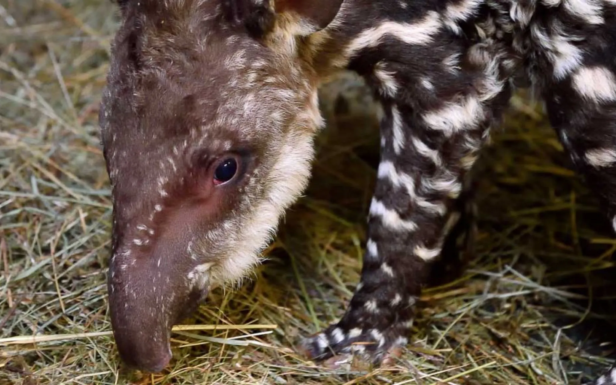 Petit tapir terrestre né en novembre 2020 au Parc zoologique de Paris © MNHN - F.-G. Grandin