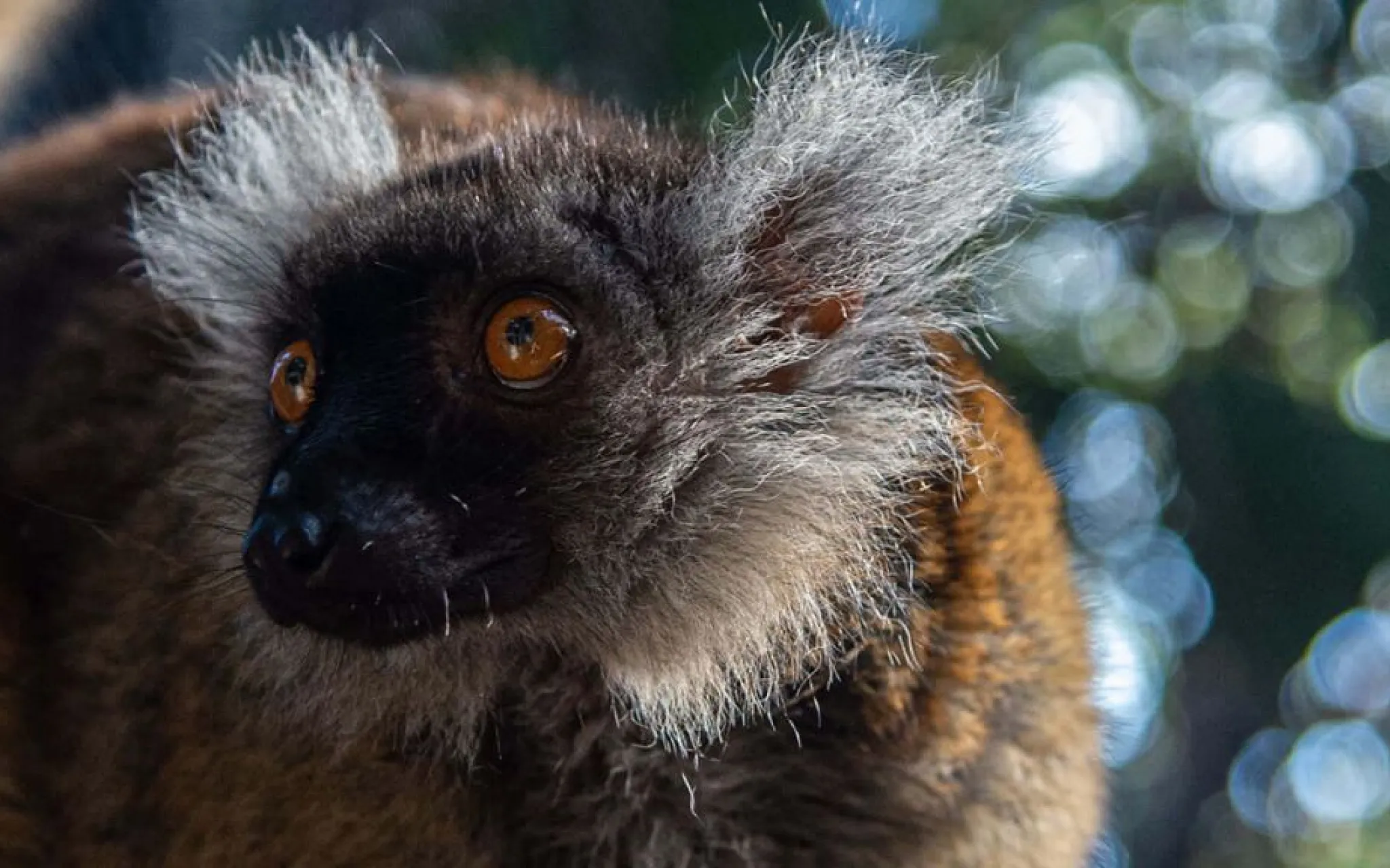 Lémur noir ou lémur macaco (Eulemur macaco) © MNHN - F.-G. Grandin Lémur noir ou lémur macaco (Eulemur macaco) © MNHN – F.-G. Grandin