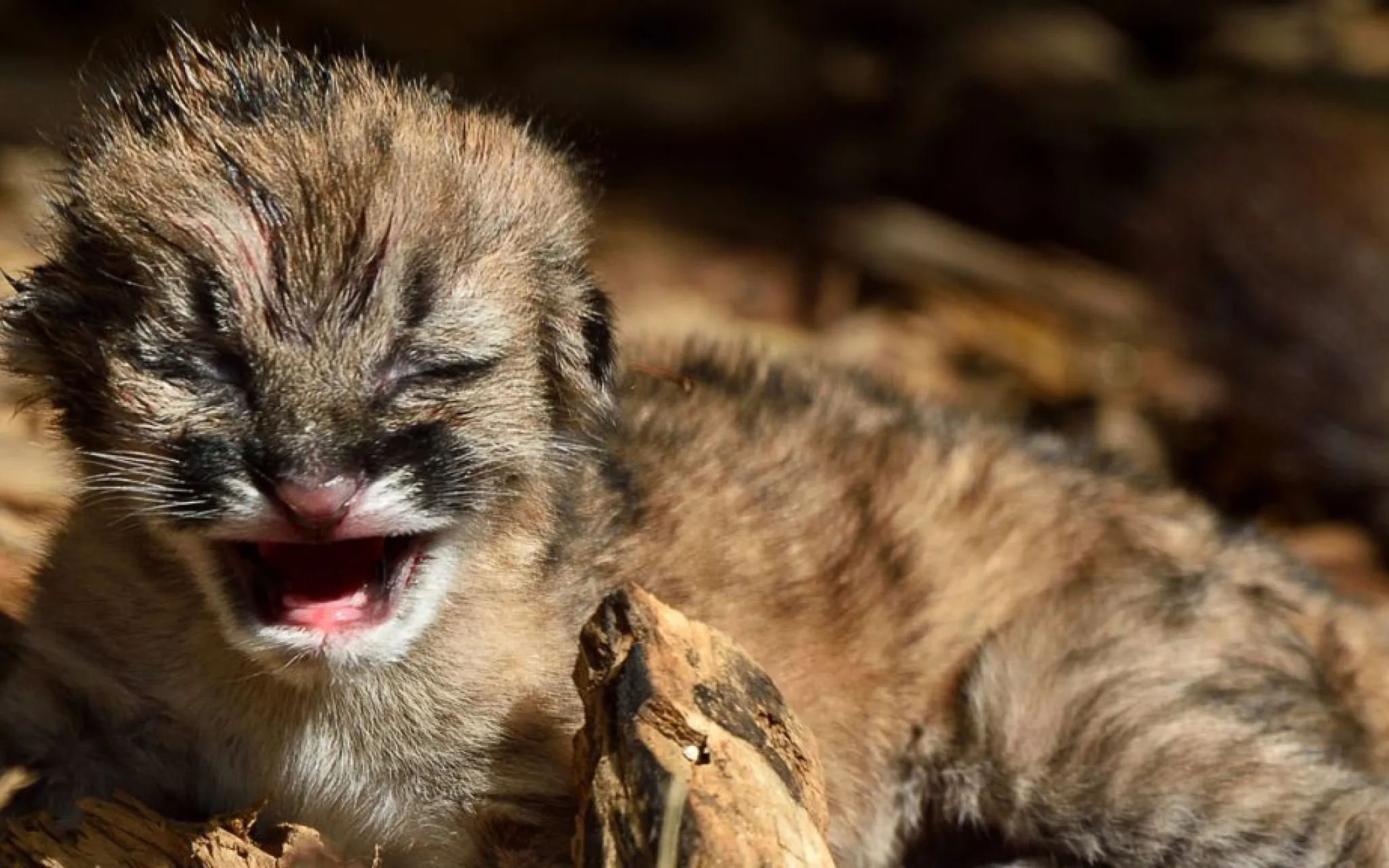 Jeune puma © MNHN - F.-G. Grandin