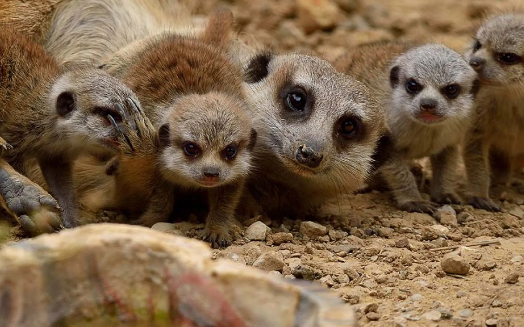 Un suricate et quatre de ses petits © MNHN - F.-G. Grandin Un suricate et quatre de ses petits © MNHN - F.G. Grandin