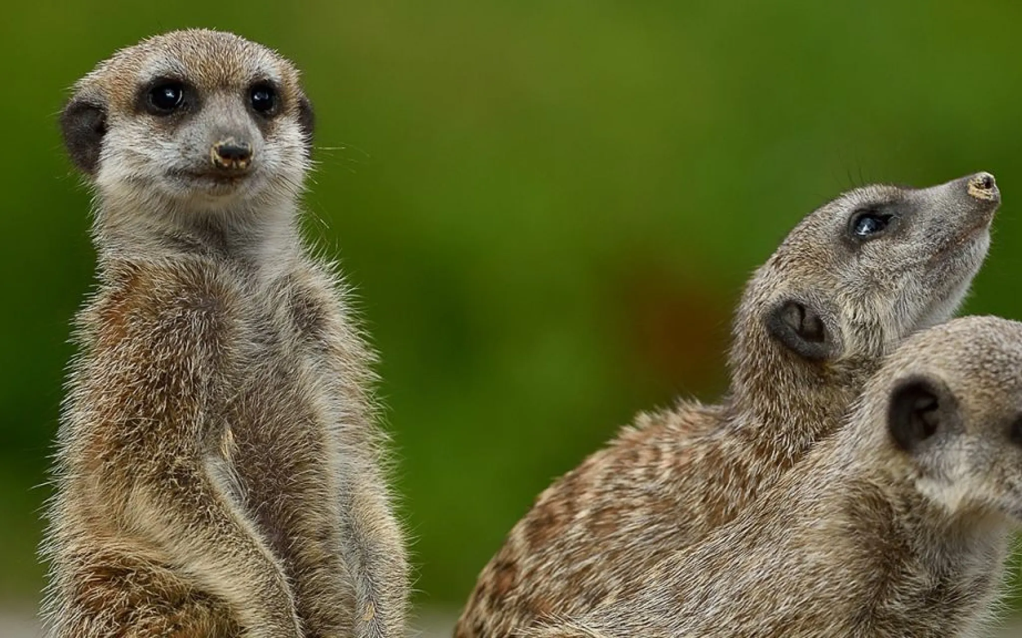 Suricates © MNHN - F.-G. Grandin Suricates © MNHN – F.-G Grandin