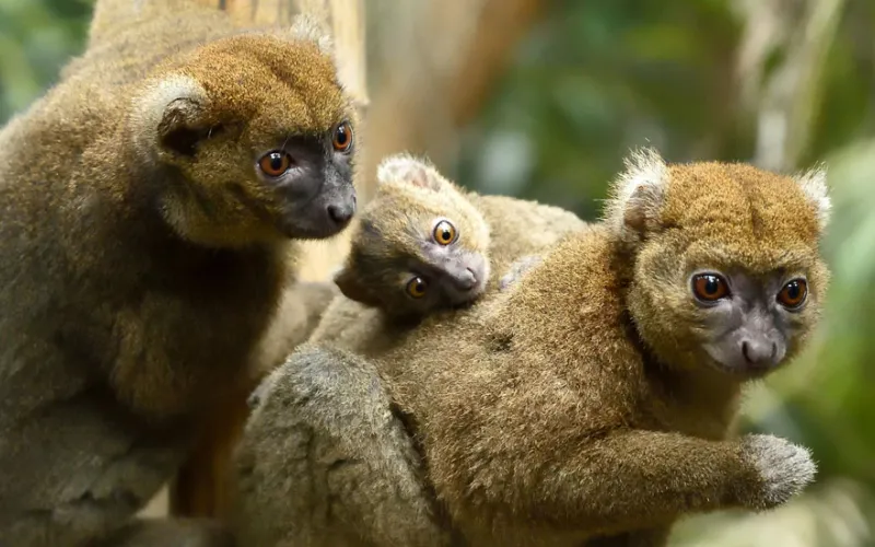 Trois grands hapalémurs, dont un jeune sur le dos de sa mère.