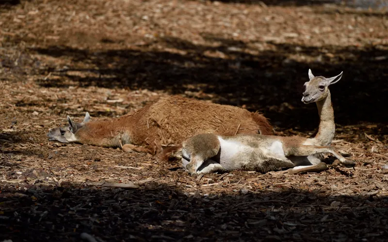 Deux guanacos se reposent, allongés dans leur enclos.