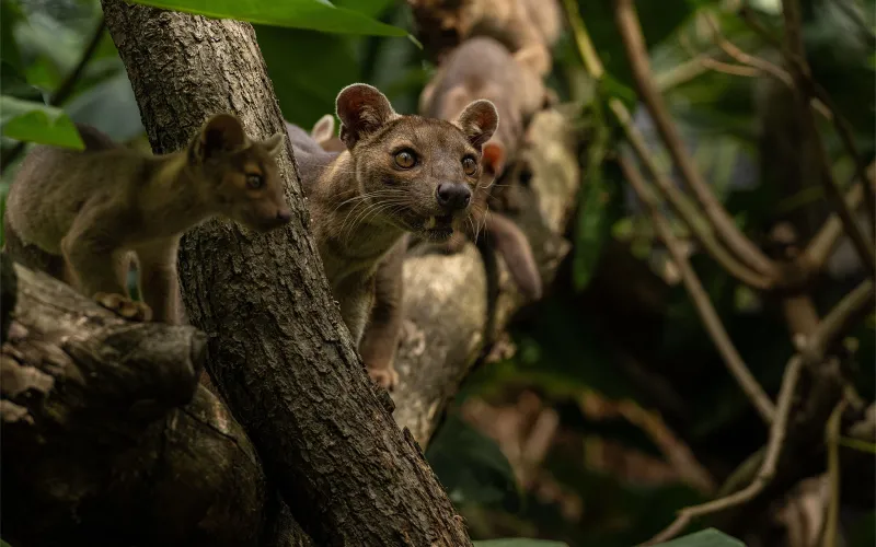 Fossas dans les arbres