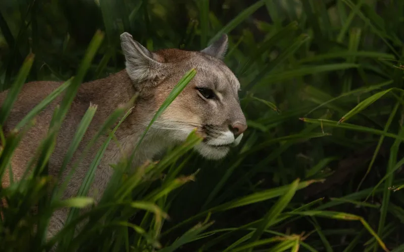Puma