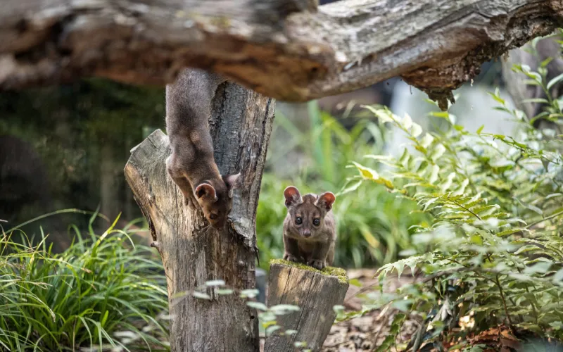 Jeunes fossas au Parc zoologique de Paris