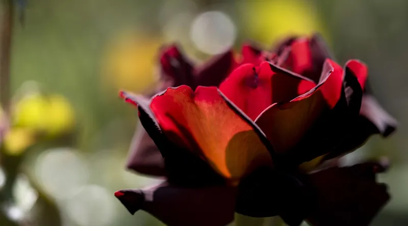 Gros plan sur une fleur de rose rouge foncé.