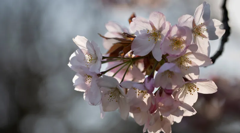 Cerisier du Japon en fleurs