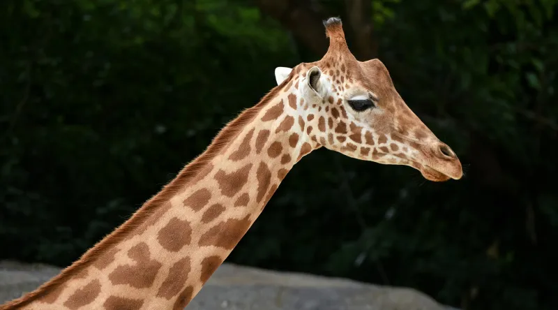 Girafe d'Afrique l'Ouest