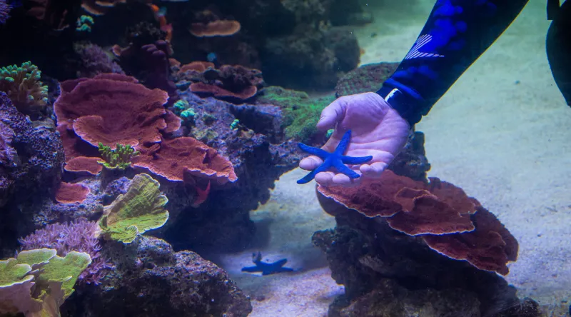 Aquarium récifal Parc zoologique de Paris
