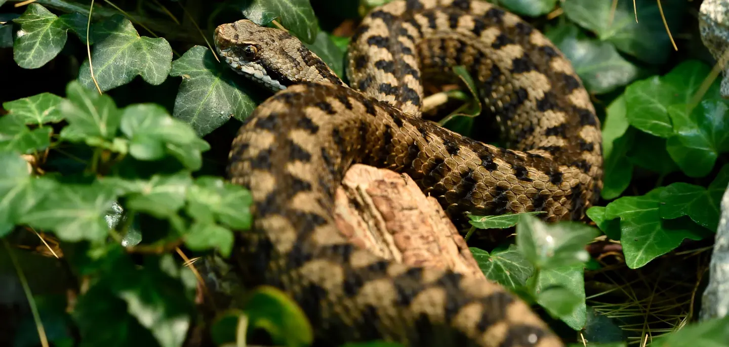 Vipère aspic (Vipera aspis) © MNHN - F.-G. Grandin Spécimen de vipère aspic au Parc Zoologique de Paris
