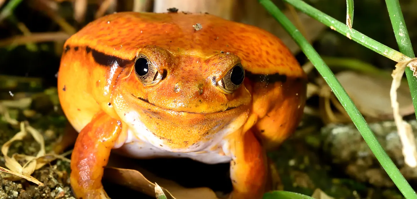 Grenouille tomate à la peau orange.