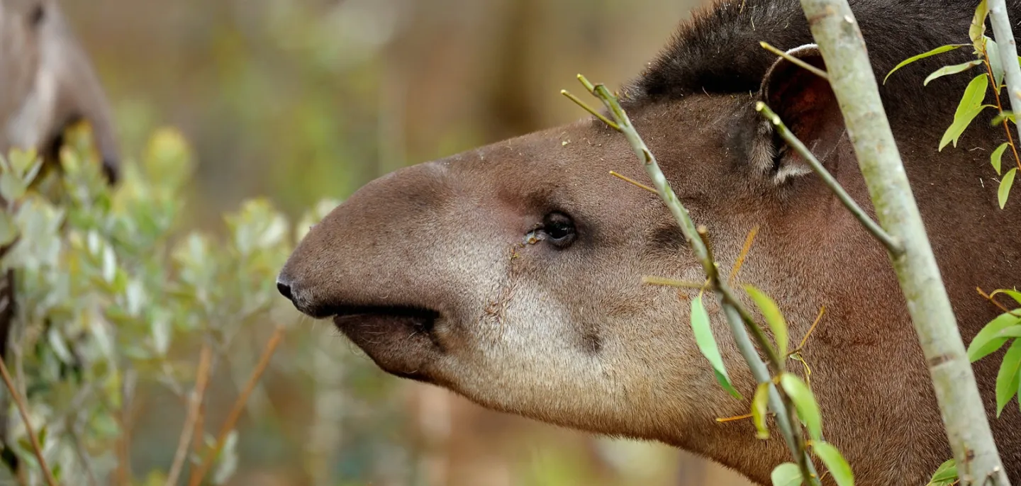 Tapir © MNHN - F.-G. Grandin Gros plan sur la tête d'un tapir.