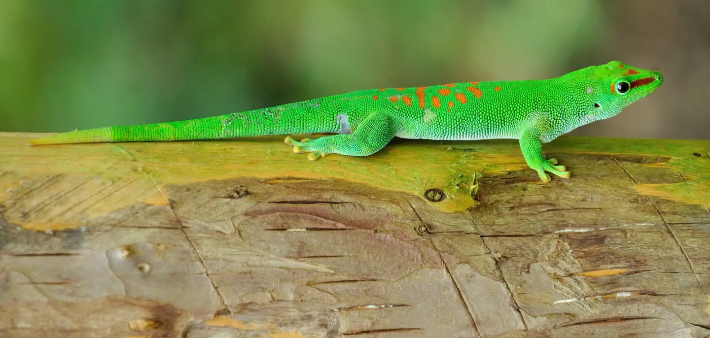 Phelsuma © MNHN - F.-G. Grandin Phelsuma vert sur un morceau de bois.