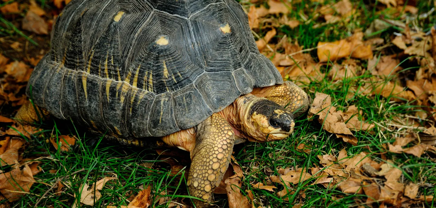 Tortue rayonnée © MNHN - F.-G. Grandin Tortue rayonnée dans l'herbe.