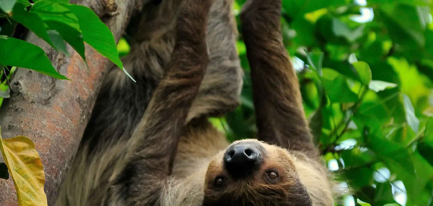 Paresseux à deux doigts ou unau au Parc zoologique de Paris. © MNHN - F.-G. Grandin Paresseux à deux doigts ou unau