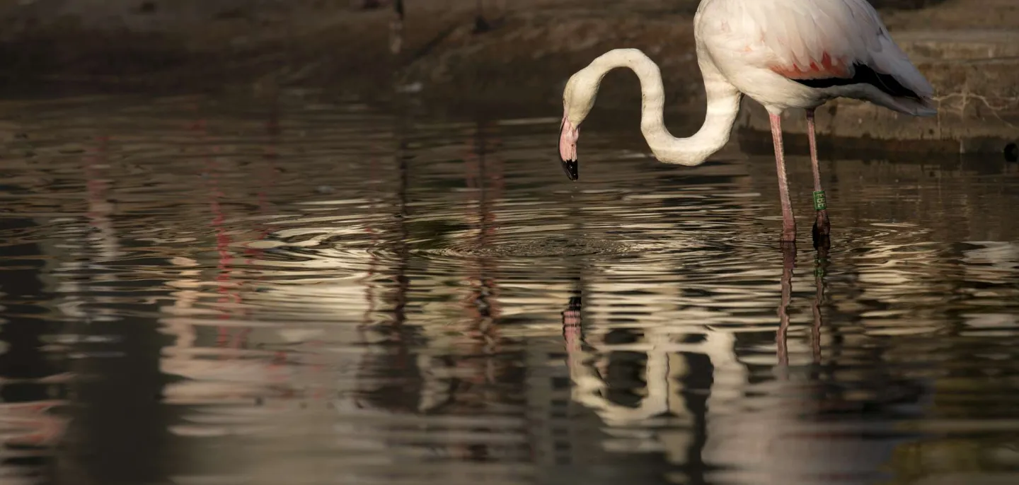 Flamant rose au Parc zoologique de Paris © MNHN - A. Iatzoura Flamant rose au Parc zoologique de Paris