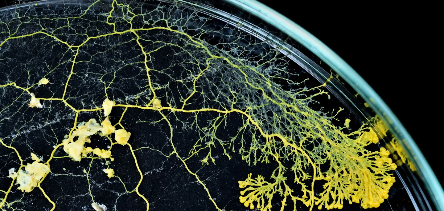 Blob (Physarum polycephalum) © MNHN - F.-G. Grandin