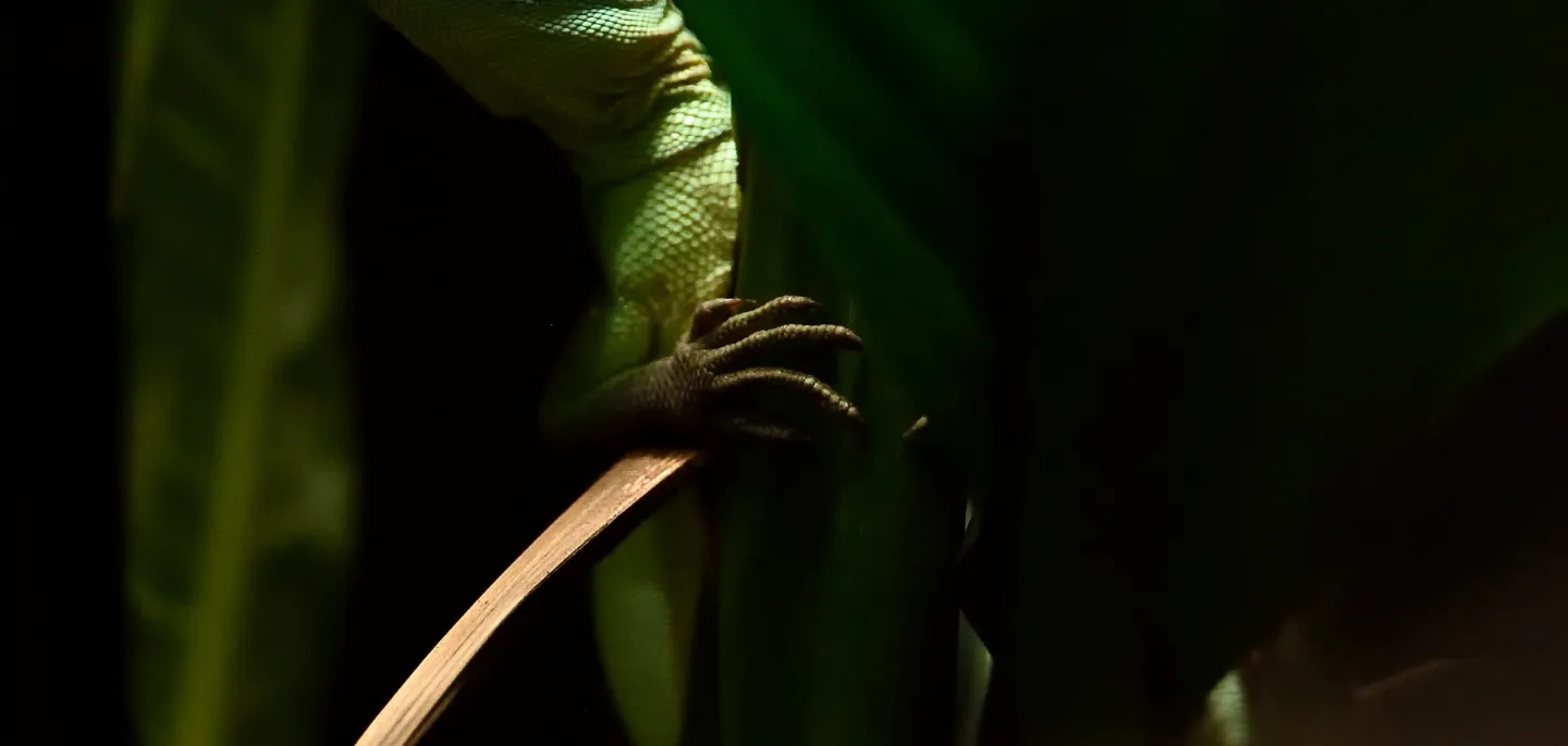 Basilic vert au Parc zoologique de Paris © MNHN - F.-G. Grandin Basilic vert