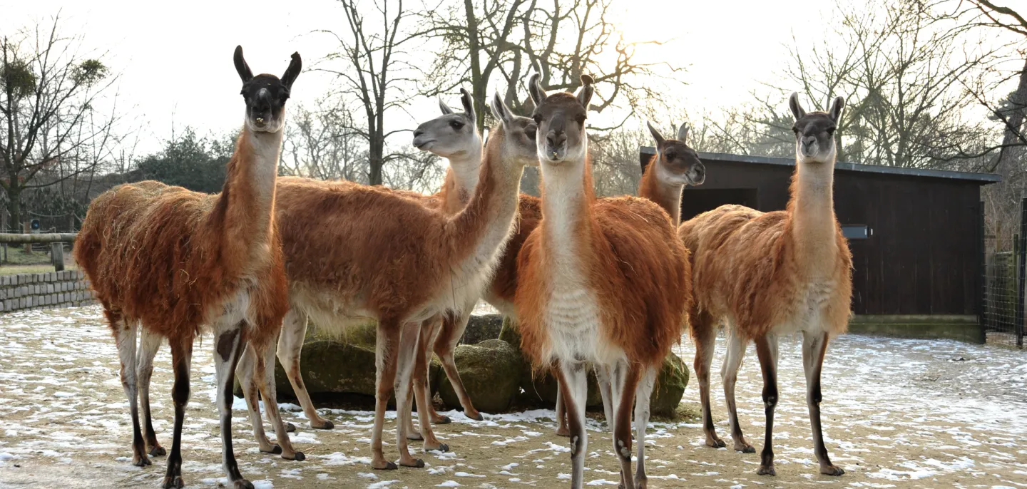 Guanacos © MNHN - F.-G. Grandin