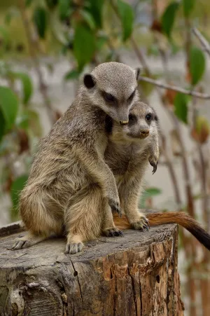 Deux suricates blottis l'un contre l'autre.
