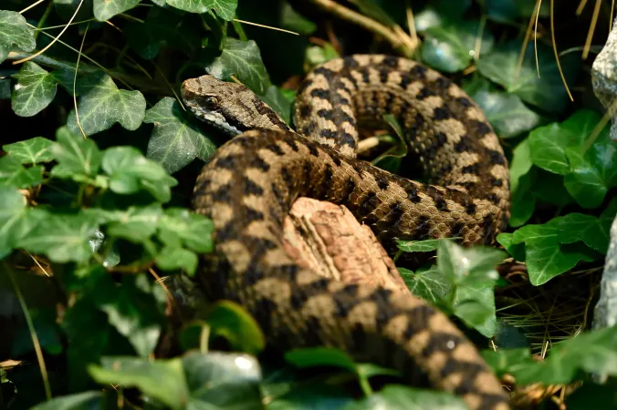 Spécimen de vipère aspic au Parc Zoologique de Paris