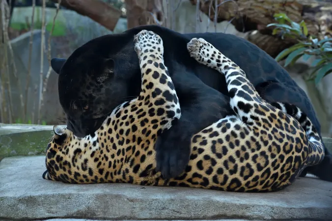 Le couple de jaguars en train de jouer.