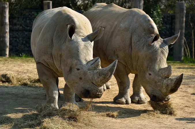 Deux rhinocéros blancs vus de face.