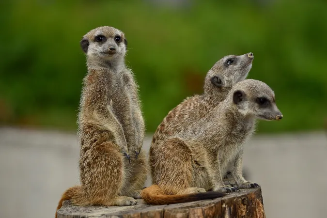 Trois suricates assis