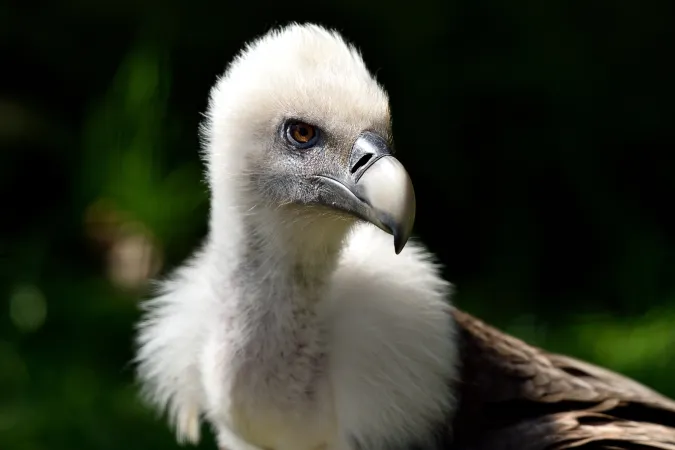 Vautour fauve