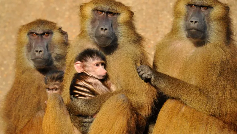 Babouins de Guinée © MNHN - F.-G. Grandin