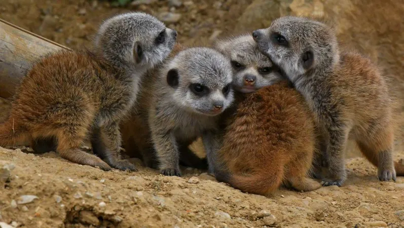 Cinq petits suricates © MNHN - F.G. Grandin