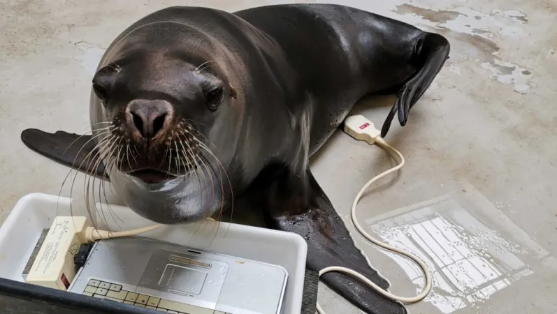 Échographie des otaries à crinière © MNHN