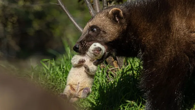 Femelle glouton et son petit © MNHN F-G Grandin