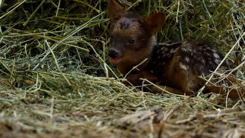 Un petit pudu vient de naître au parc ! MNHN - F.G grandin